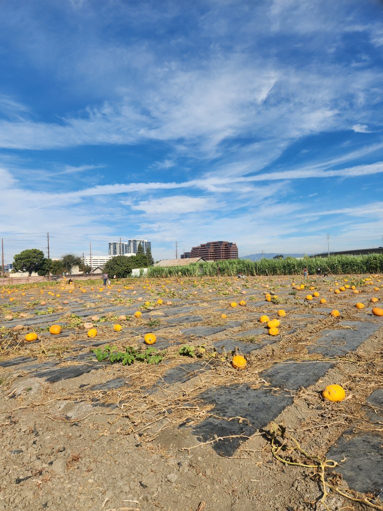 Picture of a pumpkin patch