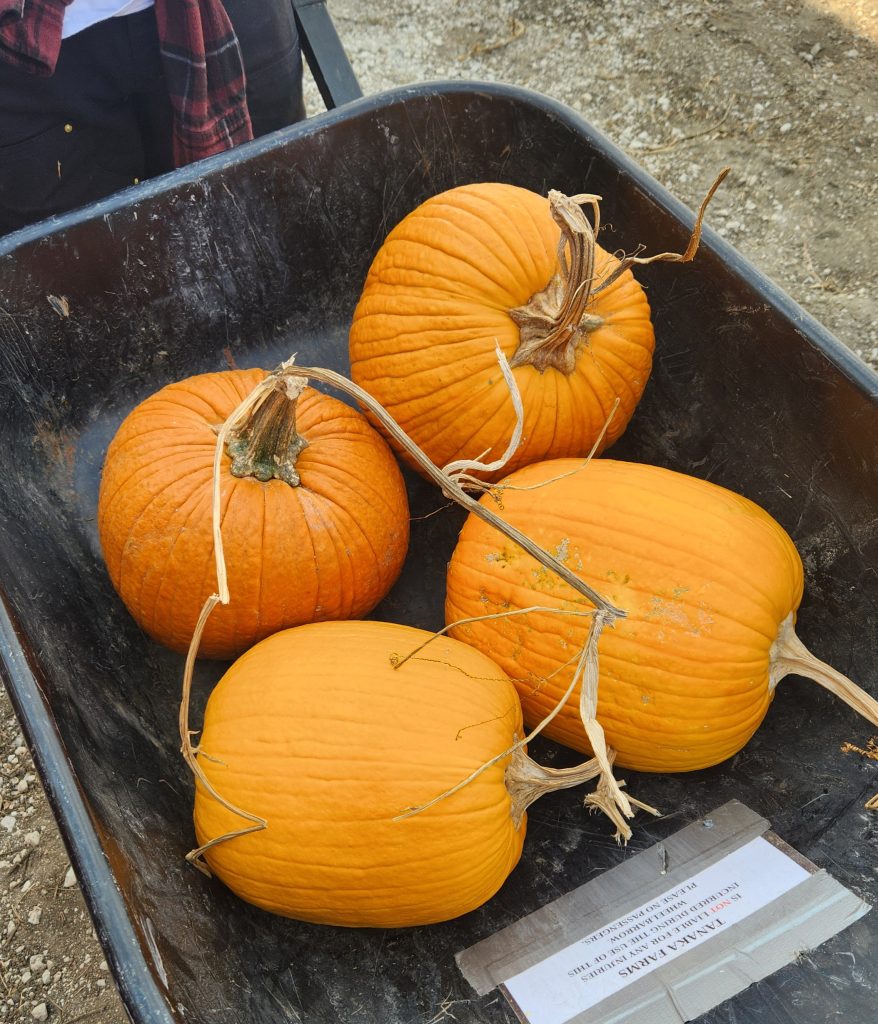 4 pumpkins in a wheelbarrow