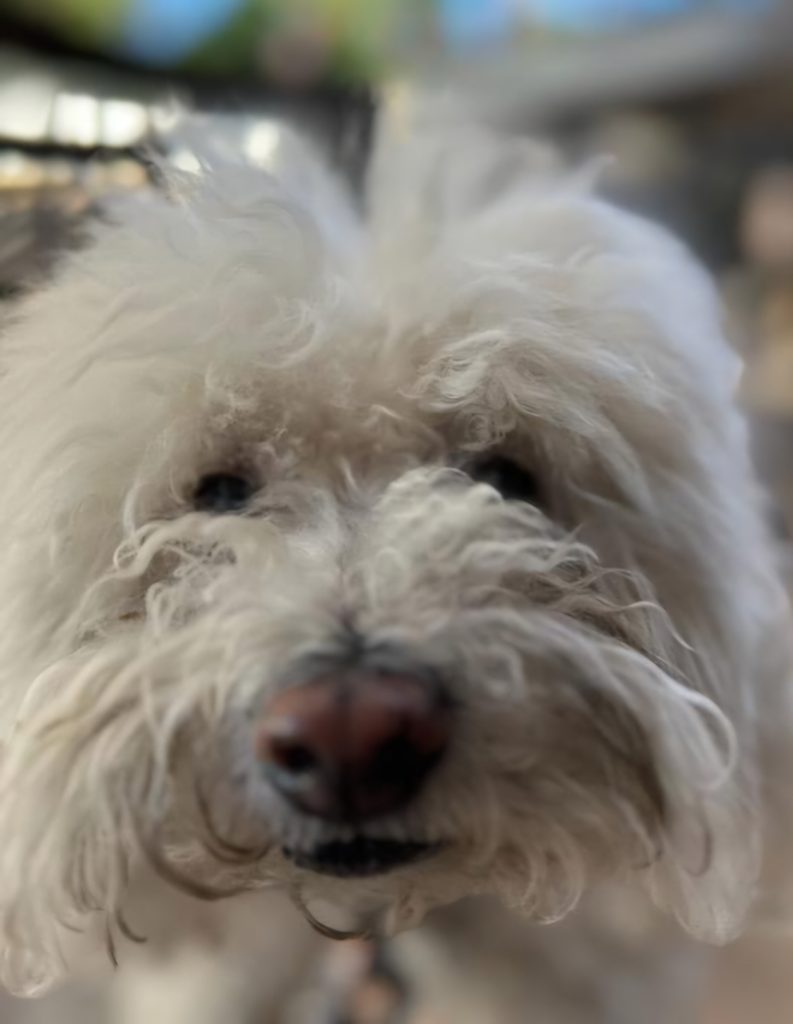 White curly-haired dog facing the phone.